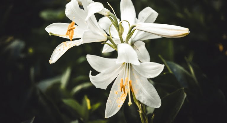 Easter lilies